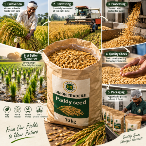 Union Traders Paddy Seed | High Germination Quality Paddy Seeds | Non-GMO - Image 2