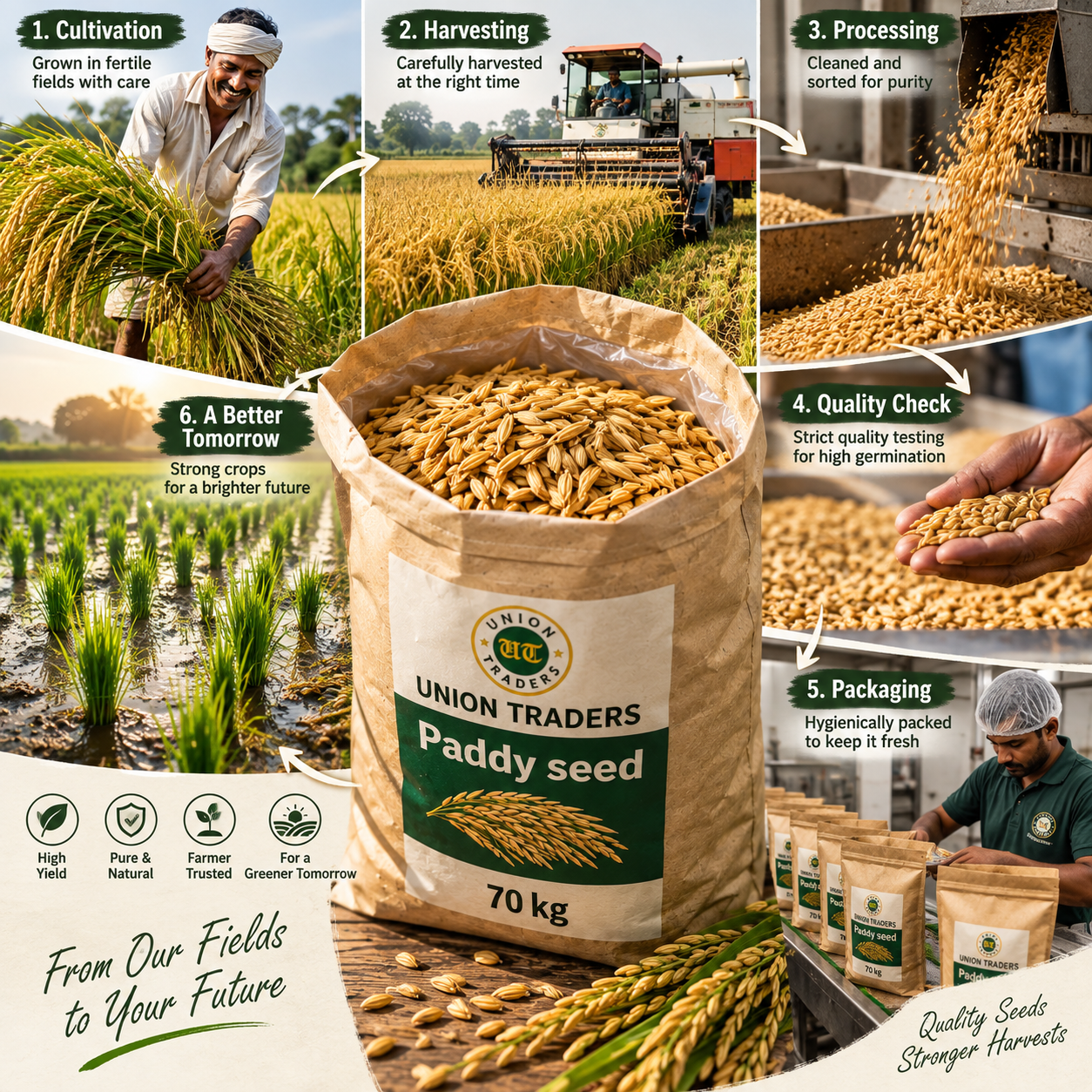 Union Traders Paddy Seed | High Germination Quality Paddy Seeds | Non-GMO - Image 2