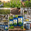 ChatGPT Image Sep 16, 2026, 01_29_07 AM Union Traders Mentha Seed Oil